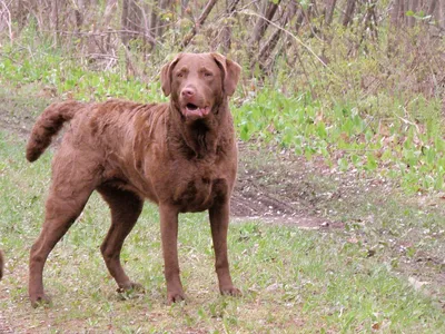 Chesapeake Bay Retriever - Wikidata