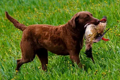 🐶 Chesapeake Bay Retriever - Dog Breed Information, Photo, Care, History -  Fello.pet