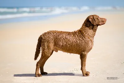 Chesapeake Bay retriiver ehk Chessi - mitmekülgne ja vastupidav jahikoer