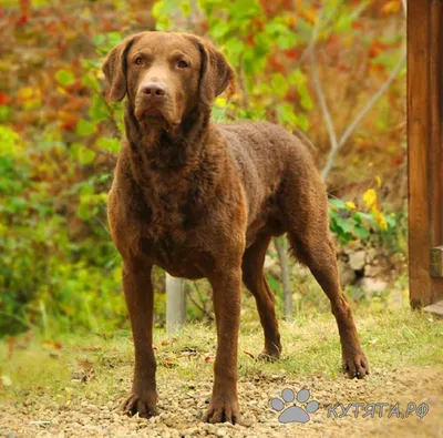 Чесапик-бей-ретривер – порода охотничьих собак. | Dog breeds, Chesapeake  bay retriever, Retriever