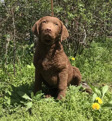 ЧЕСАПИК БЕЙ РЕТРИВЕР (Chesapeake Bay Retriever)