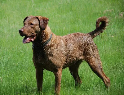 File:Chesapeake Bay Retriever1.jpg - Wikipedia