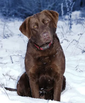 Чесапик- Бей Ретривер/Chesapeake Bay Retriever (порода собак HD slide  show)! - YouTube