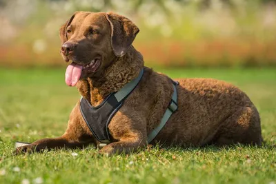 CHESAPEAKE BAY RETRIEVER - online puzzle