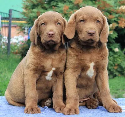 клип Chesapeake Bay Retriever. разные цвета Иллюстрация вектора -  иллюстрации насчитывающей собаки, чистоплемено: 227885355