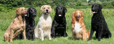 Фотографии к статье: Чесапик-бей-ретривер (Chesapeake Bay Retriever) /  Советы по уходу и воспитанию породы собак, описание собаки, помощь при  болезнях, фотографии, дискусии и форум.