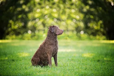 Чесапик бэй ретривер Щенки - Республика Крым - Hunting dog