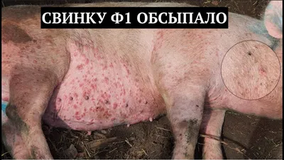 Без названия фотографии - 20-Сен-2023 - pig333.ru, от фермы к рынку