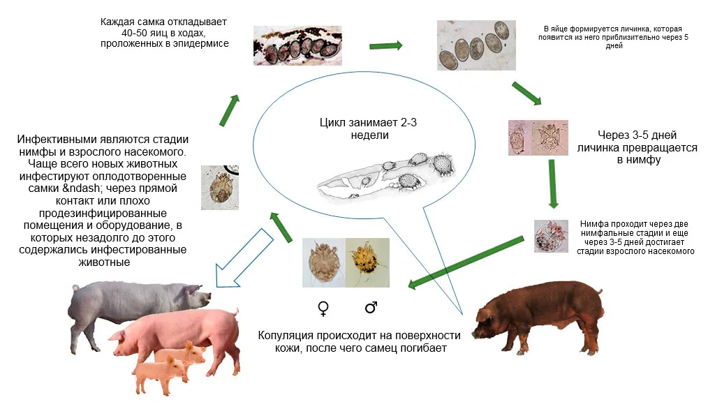 Цикл развития чесоточного клеща. Саркоптоз свиней цикл развития. Аскаридоз свиней поросята. Цикл развития саркоптоидных клещей. Саркоптоз цикл развития.