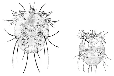 Чесоточный клещ – насекомое, заползающее под кожу