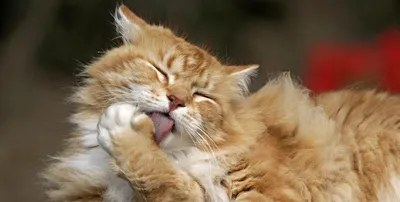 Нотоэдроз: Чесоточный клещ у кошек - Бравекто