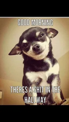 Pin by Stone on Memes - Animals | Chihuahua funny, Funny chihuahua  pictures, Funny dog pictures