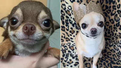 9 фото чихуахуа, доказывающих, что далеко не все маленькие собаки — злые и  уродливые