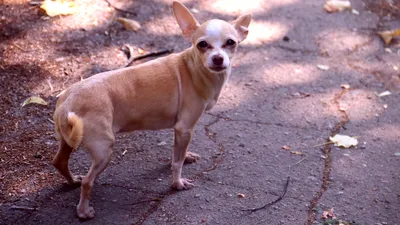 День благодарности собаке Люсе: история происхождения чихуахуа | Інформатор  Нікополь