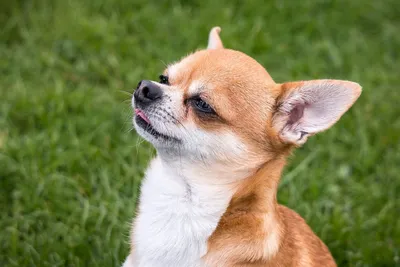 Чихуахуа - описание породы собак: характер, особенности поведения, размер,  отзывы и фото - Питомцы Mail.ru