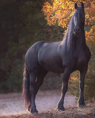 Портрет черной лошади Friesian на предпосылке зимы Стоковое Фото -  изображение насчитывающей снаружи, цвет: 63570614