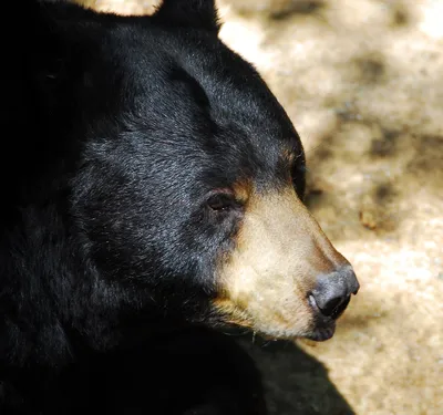 Американский черный медведь, или Барибал 10 см Ursus americanus — фигурка  игрушка дикого животного Papo 50271 — купить в интернет-магазине Новая  Фантазия