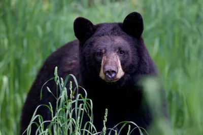 Гималайский Медведь, Тибетский Черный Медведь, Ursus Thibetanus Фотография,  картинки, изображения и сток-фотография без роялти. Image 49643787