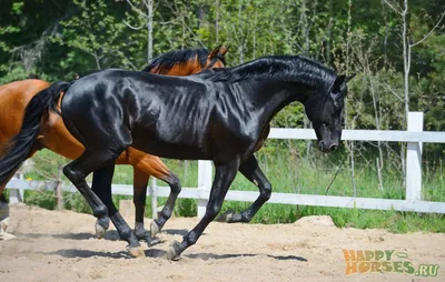 Чистокровная верховая - фотографии - equestrian.ru