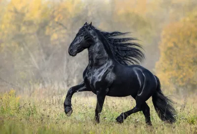 Самые быстрые лошади в мире