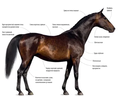 Чистокровная верховая лошадь: описание породы