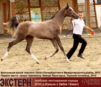 Скакавшие лошади в конкуре. Мнение эксперта