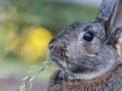 ООО «ТИАН-Трейд» - Какое зерно едят кролики? 🐇 Летом кролики едят свежую и  разнообразную зелень, а зимой их переводят на зерновое кормление. Ввиду  своей небольшой стоимости и полезности, самые популярные культуры —