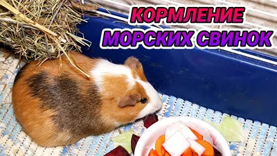 Кормление морских свинок. Что едят и чем можно кормить морскую свинку? -  YouTube