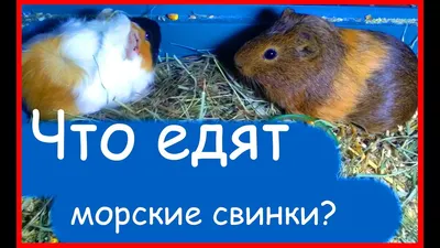 Что едят морские свинки? - YouTube