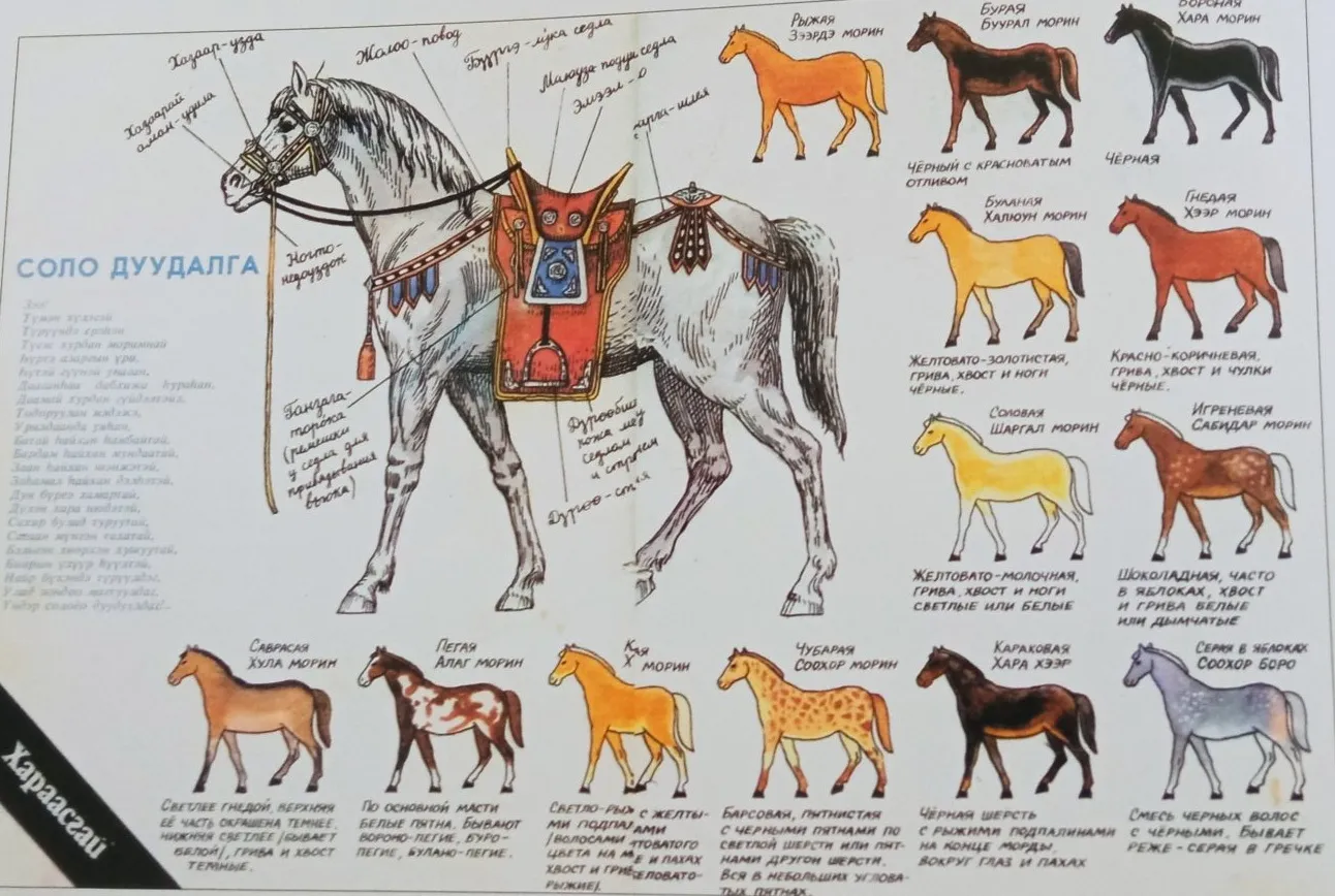 Какие названия у лошадей. Масть лошадей с фотографиями и названиями пород. Таблица - описание мастей лошадей. Масти лошадей на бурятском. Лошади масти и породы.
