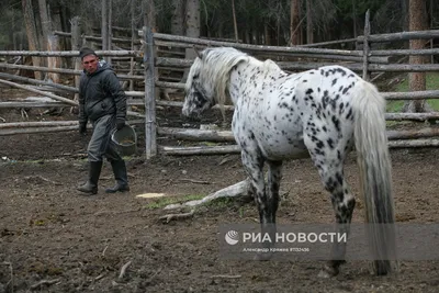 Картина нарисованная гуашью проф …» — создано в Шедевруме