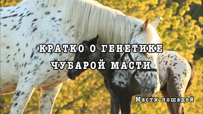 Опасности разведения лошадей с необычной мастью | ESU Horses