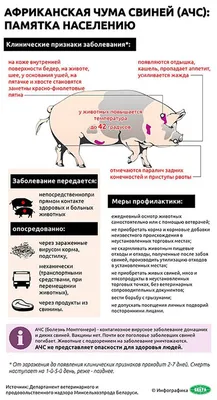 В Нейском районе - африканская чума свиней | ТРК «Русь»