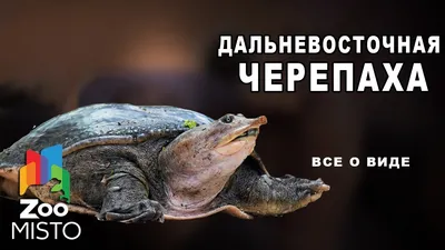 Черепаховый СУП | ЕДОКИЯ | Дзен