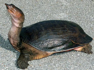 Китайский Softshell Turtle На Белом — стоковые фотографии и другие картинки Дальневосточная  черепаха - iStock