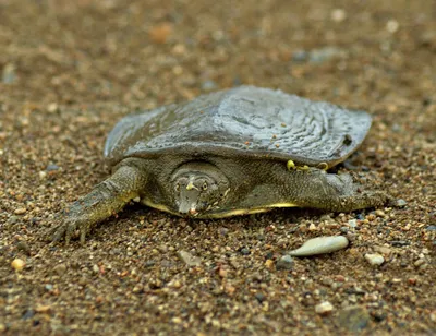 File:Stamp-russia2017-turtles-block.png - Wikimedia Commons