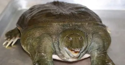 Китайский Softshelled Turtle — стоковые фотографии и другие картинки Дальневосточная  черепаха - Дальневосточная черепаха, Черепаха, Азия - iStock