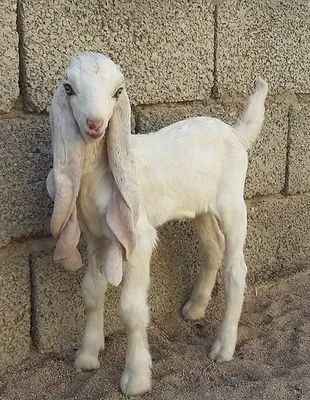 Дамасская коза фото