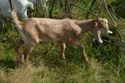 Дамасская коза фотографии