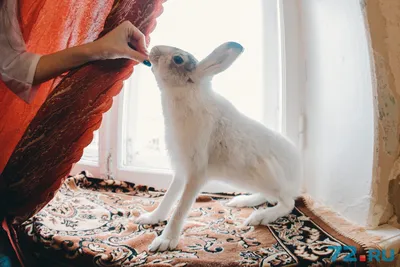 Дикая зайчиха живет в квартире у тюменцев: почему ей нельзя капусту и как  она уживается с кошкой - 10 декабря 2017 - 72.ru