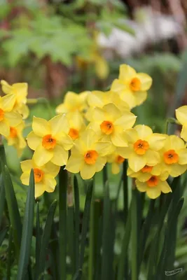 Нарцисс Голден Даун (Narcissus Golden Down) - описание сорта, фото,  саженцы, посадка, особенности ухода. Дачная энциклопедия.
