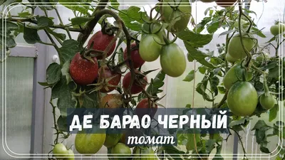 Де Барао Черный - MyTomatos