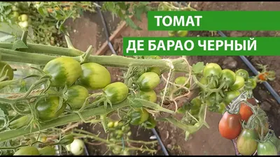 Томат Де барао черный - купить в интернет-магазине.