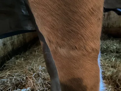 Gelding recovers from degloving injury | Cornell University College of  Veterinary Medicine