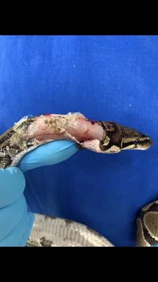 Sad story but good ending. I found my snake with a “degloving injury” his  skin was scraped off of and arteries were exposed. After surgery I applied  medication, and after a few