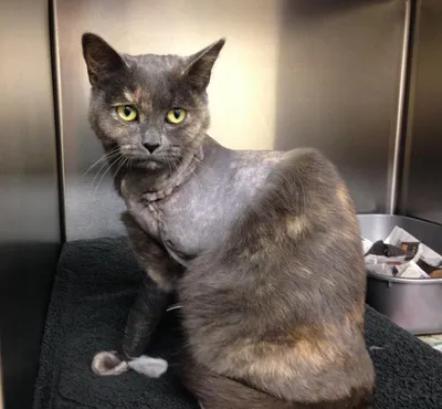 Cat with degloving injury finds new home | Blue Cross