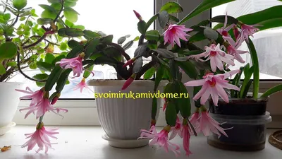 Комнатный цветок декабрист — фото