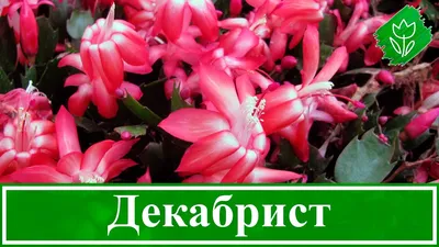 Цветок декабрист: уход, размножение, пересадка в домашних условиях