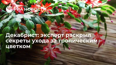 Декабрист цветок: уход в домашних условиях, размножение и пересадка