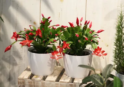 Schlumbergera (Шлюмбергера) по выгодной цене в Минске, купить Цветущие  комнатные растения с доставкой в интернет-магазине Cvetok.by